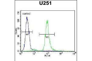 Flow cytometric analysis of U251 cells (right histogram) compared to a negative control cell (left histogram). (Vitrin Antikörper  (C-Term))
