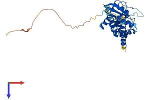 GIMAP6 Protein (AA 1-292) (His tag)