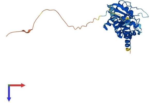 GIMAP6 Protein (AA 1-292) (His tag)