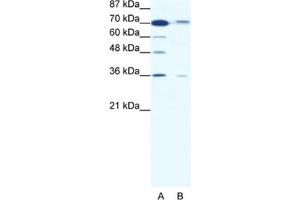 Western Blotting (WB) image for anti-SMAD Family Member 4 (SMAD4) antibody (ABIN2460350) (SMAD4 Antikörper)