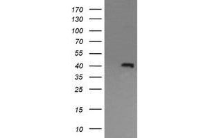 Image no. 1 for anti-Mitogen-Activated Protein Kinase 13 (MAPK13) antibody (ABIN1499961) (MAPK13 Antikörper)