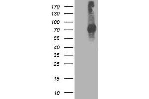 Image no. 2 for anti-Signal Transducer and Activator of Transcription 4 (STAT4) antibody (ABIN1501175) (STAT4 Antikörper)