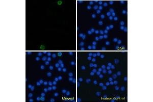 Immunofluorescence staining of fixed mouse splenocytes with anti-CD105 antibody MJ7/18. (Rekombinanter Endoglin Antikörper)