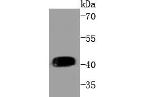 Daudi cell lysates, probed with MEK1(T292) (3F10 ) Monoclonal Antibody  at 1:1000 overnight at 4˚C. (MEK1 Antikörper  (pThr292))
