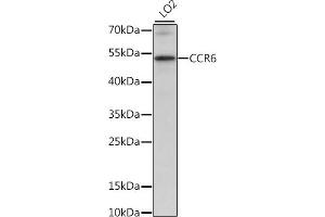 Western blot analysis of extracts of LO2 cells, using CCR6 antibody (ABIN7266308) at 1:1000 dilution. (CCR6 Antikörper  (C-Term))