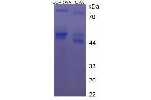 Image no. 2 for Cortisone (COR) protein (Ovalbumin) (ABIN1880123)
