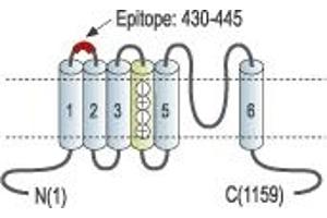 anti-Potassium Voltage-Gated Channel, Subfamily H (Eag-Related), Member 2 (KCNH2) (AA 430-445), (Extracellular) antibody
