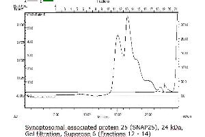 Size-exclusion chromatography-High Pressure Liquid Chromatography (SEC-HPLC) image for Synaptosomal-Associated Protein, 25kDa (SNAP25) (AA 1-206) protein (Strep Tag) (ABIN3076996) (SNAP25 Protein (AA 1-206) (Strep Tag))