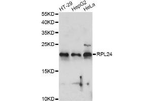 Western blot analysis of extracts of various cell lines, using RPL24 antibody (ABIN6290878) at 1:1000 dilution. (RPL24 Antikörper)
