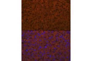 Immunofluorescence (IF) image for anti-ADAM Metallopeptidase with Thrombospondin Type 1 Motif, 13 (ADAMTS13) antibody (ABIN7265440)