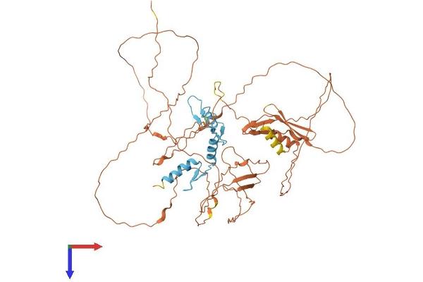 Sp2 Protein (AA 1-613) (His tag)