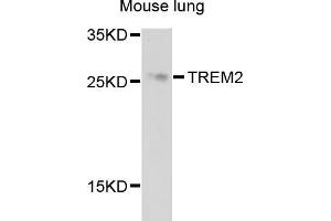 Western blot analysis of extracts of mouse lung, using TREM2 antibody (ABIN5999094) at 1/1000 dilution. (TREM2 Antikörper)