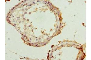 Immunohistochemistry of paraffin-embedded human testis tissue using ABIN7168074 at dilution of 1:100