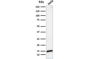 Western Blotting (WB) image for anti-Lectin, Galactoside-Binding, Soluble, 1 (LGALS1) (AA 12-108) antibody (ABIN6939958)