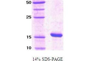 SDS-PAGE (SDS) image for Peptidylprolyl Cis/trans Isomerase, NIMA-Interacting 1 (PIN1) protein (ABIN666676)