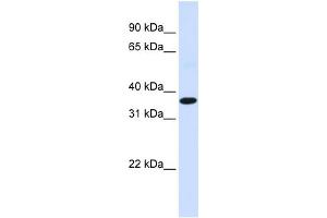 WB Suggested Anti-FOS Antibody Titration:  0. (c-FOS Antikörper  (N-Term))