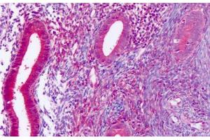 Anti-DUSP23 antibody IHC staining of human uterus, endometrium. (DUSP23 Antikörper  (Internal Region))