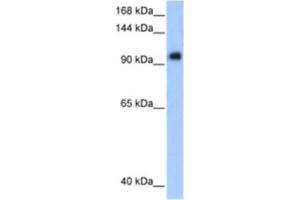 Western Blotting (WB) image for anti-Protein Phosphatase 1, Regulatory Subunit 13 Like (PPP1R13L) antibody (ABIN2460585) (PPP1R13L Antikörper)