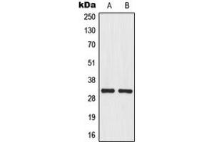 Western blot analysis of MRPL46 expression in U251MG (A), HepG2 (B) whole cell lysates.