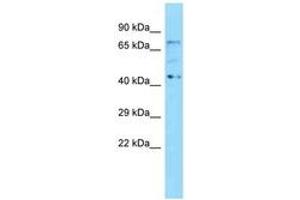 Image no. 1 for anti-Kelch Repeat and BTB (POZ) Domain Containing 5 (KBTBD5) (N-Term) antibody (ABIN6748329) (KBTBD5 Antikörper  (N-Term))
