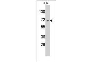 Western blot analysis of anti-EARS2 Pab in HL60 cell line lysates (35ug/lane). (EARS2 Antikörper  (C-Term))