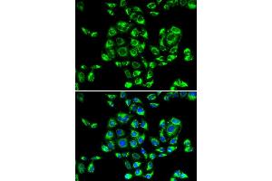Immunofluorescence analysis of U20S cell using RPS16 antibody.