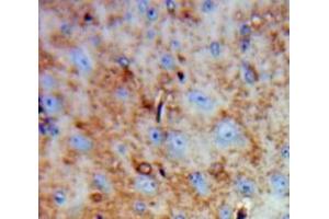 Used in DAB staining on fromalin fixed paraffin-embedded Brain tissue (FAM19A4 Antikörper  (AA 46-139))