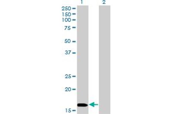 NME3 anticorps  (AA 73-169)