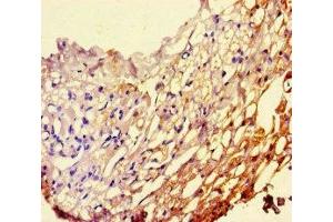Immunohistochemistry of paraffin-embedded human thyroid tissue using ABIN7163143 at dilution of 1:100 (PEBP1 Antikörper  (AA 97-128))