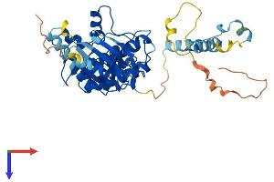 PHKG2 Protein (AA 1-406) (His tag)
