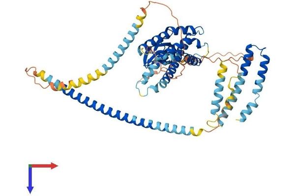 SPATA18 Protein (AA 1-538) (His tag)
