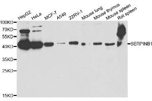 Western blot analysis of extracts of various cell lines, using SERPINB1 antibody (ABIN5973688) at 1/1000 dilution. (SERPINB1 Antikörper)