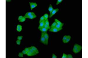 Immunofluorescence staining of HepG2 cells with ABIN7155245 at 1:66, counter-stained with DAPI. (HAL Antikörper  (AA 36-152))