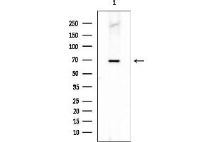 anti-Zinc Finger and BTB Domain Containing 7C (ZBTB7C) antibody