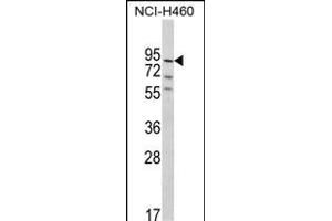 Western blot analysis of MyoGEF Antibody (N-term) (ABIN390909 and ABIN2841114) in NCI- cell line lysates (35 μg/lane). (PLEKHG6 Antikörper  (N-Term))