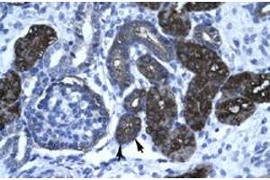 Immunohistochemical staining (Formalin-fixed paraffin-embedded sections) of human kidney with GPBP1 polyclonal antibody  at 4-8 ug/mL working concentration. (GC-Rich Promoter Binding Protein 1 (GPBP1) (N-Term) Antikörper)