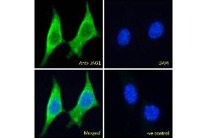 ABIN5539629 Immunofluorescence analysis of paraformaldehyde fixed NIH3T3 cells, permeabilized with 0.