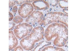 Used in DAB staining on fromalin fixed paraffin- embedded kidney tissue (OPA3 Antikörper  (AA 23-179))
