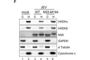 Western Blotting (WB) image for anti-Glyceraldehyde-3-Phosphate Dehydrogenase (GAPDH) antibody (ABIN2857072)