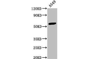 Western Blot Positive WB detected in: A549 whole cell lysate All lanes: IFIT3 antibody at 3. (IFIT3 Antikörper  (AA 1-490))