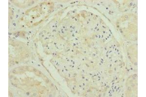 Immunohistochemistry of paraffin-embedded human kidney tissue using ABIN7151254 at dilution of 1:100