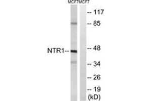 Western blot analysis of extracts from MCF7 cells, using NTR1 Antibody. (NTSR1 Antikörper  (AA 181-230))