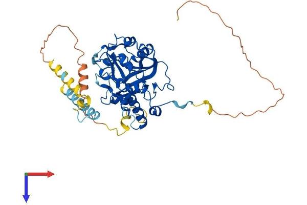 METTL14 Protein (AA 1-456) (His tag)