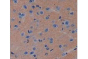 IHC-P analysis of Mouse Tissue, with DAB staining. (TPT1 Antikörper  (AA 1-172))