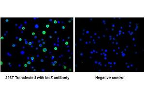 Immunofluorescence staining of 293T cells transfected with ABIN7141389 at 1:100, counter-stained with DAPI. (LacZ Antikörper)