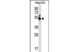 WDR85 Antibody (N-term) (ABIN656409 and ABIN2845703) western blot analysis in HepG2 cell line lysates (35 μg/lane). (Diphthamide Biosynthesis 7 (DPH7) (AA 23-51), (N-Term) Antikörper)