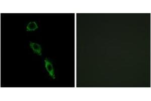 Immunofluorescence analysis of A549 cells, using ERAS Antibody. (ERAS Antikörper  (AA 184-233))