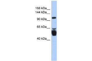 LRRC8B antibody used at 1 ug/ml to detect target protein. (LRRC8B Antikörper  (N-Term))