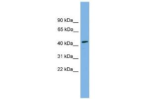 WB Suggested Anti-DOM3Z Antibody Titration: 0. (DOM3Z Antikörper  (N-Term))
