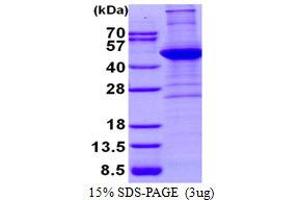 Actin, alpha 2, Smooth Muscle, Aorta (ACTA2) (AA 3-377) protein (His tag)